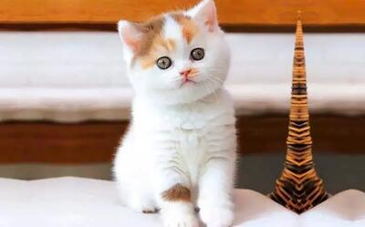 گربه‌ها به حل مشکل آلزایمر انسان‌ها کمک می‌کنند!