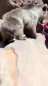 سیلی زدن خرس به یک دختر در مشکین‌شهر