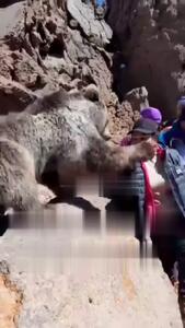 لحظه ترسناک سیلی زدن خرس به یک دختر در مشگین شهر اردبیل