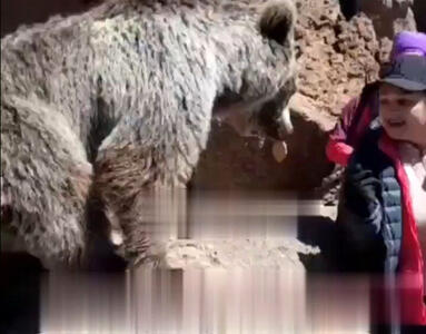 لحظه سیلی زدن خرس به یک دختر در مشگین‌شهر/ ویدئو