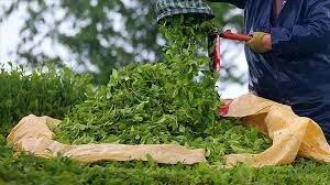 قیمت هرکیلو چای ممتاز ۶۰۰ هزارتومان