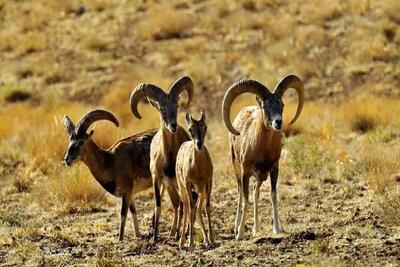 ۶۲۰ متخلف زیست محیطی در اردبیل به دستگاه قضایی معرفی شدند