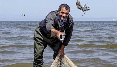 بازسازی ذخایر آبزیان در گیلان؛ رهاسازی ۱۸۰ میلیون بچه‌ماهی سفید در خزر