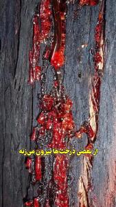 راز درخت خونبار زرآباد؛ سوگواری عاشورایی در سکوت طبیعت + عکس و فیلم