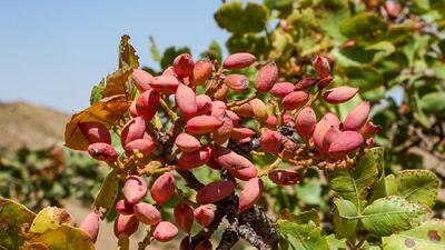 پسته کاران سربیشه به برداشت محصول مشغول شدند