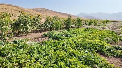 ۸۰۰ هکتار از زمین‌های کشاورزی شهرستان سنندج آبی شد