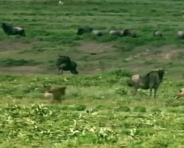 فیلم حمله مرگبار کفتار به بچه گاومیش