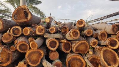شناسایی چهار تن چوب‌آلات جنگلی و غیرجنگلی قاچاق در بوکان