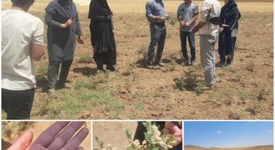 کیل‌گیری مزرعه نخودسیاه دیم در شازند؛ سنجش عملکرد طرح‌های جهش تولید در استان مرکزی