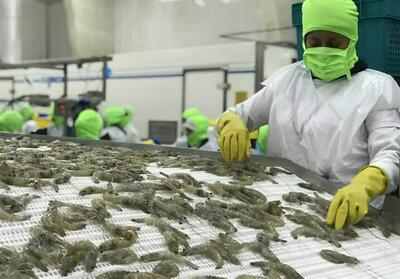 صادرات یک‌هزار 641 تن میگو از استان بوشهر - تسنیم