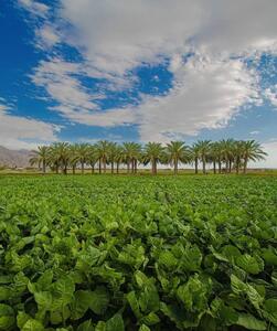 عکس/ طبیعت زیبای مزرعه تنباکو در تنگستان بوشهر | اقتصاد24