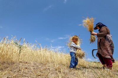 ارز برای واردات هست اما پول برای پرداخت مطالبات گندم‌کاران نیست