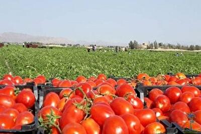 پیش بینی برداشت ۲۸ هزار تن گوجه فرنگی در فاروج 