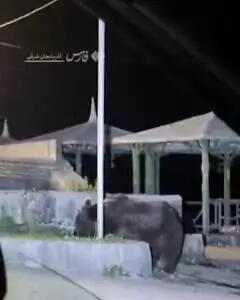 خرس‌های سبلان در کمین مناطق مسکونی