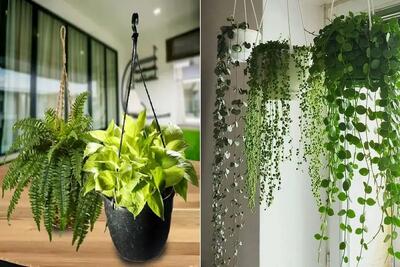 گیاهان آپارتمانی آویز همیشه سبز و مقاوم / ایجاد آبشار سبز روی دیوار و معلق از سقف
