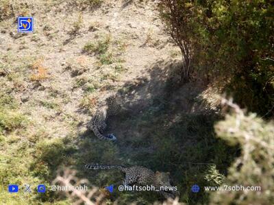 مشاهده دو قلاده پلنگ در ارتفاعات فیروزکوه
