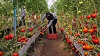 افتتاح ۳۵ طرح کشاورزی در زنجان ؛ نویدبخش تولید و اشتغال