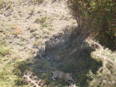 مشاهده دو قلاده پلنگ در ارتفاعات شهرستان فیروزکوه