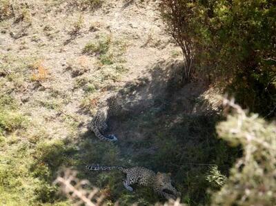 ثبت حضور دو قلاده پلنگ در ارتفاعات فیروزکوه