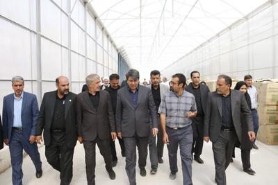 تغییر الگوی کشت راهبرد کلیدی نجات بخش کشاورزی کرمان است