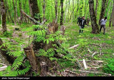کوره‌های غیرمجاز زغال در مناطق جنگلی‌/ خطر در کمین ریه‌های تنفسی‌ کرمانشاه! - تسنیم