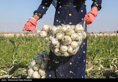 قیمت پیاز کام کشاورزان مغان را شیرین کرد - تسنیم