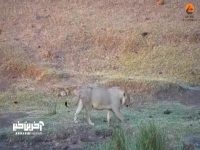 تلاش چهار شیر برای تکه‌تکه کردن یک کروکودیل زنده!