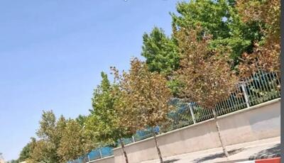 علت خشک شدن درختان خیابان دانشکده ارومیه مشخص شد