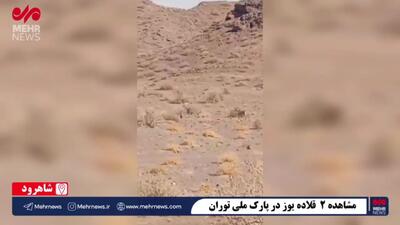 مشاهده ۲ قلاده یوزپلنگ در پارک ملی توران