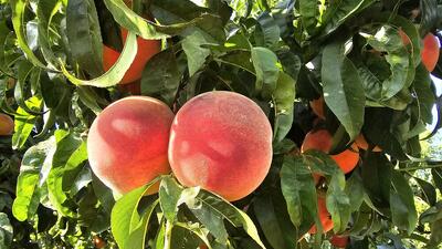 نبود صنایع تبدیلی در چهارمحال و بختیاری و چالش‌های بازاریابی محصول هلو
