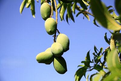 یازدهمین جشنواره انبه و یاسمین گل در میناب برگزار می شود