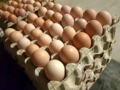 آغاز خرید حمایتی تخم مرغ