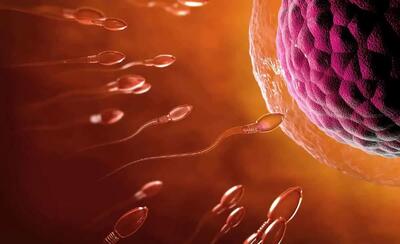 حقایق پنهان؛ لحظه فعال شدن تخمک توسط اسپرم وقتی زندگی قرار است با یک جرقه آغاز شود