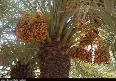 برگزاری چهارمین جشنواره خرما و هفتمین جشنواره تابستانه در بافق - تسنیم