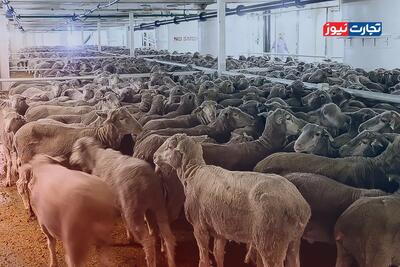 قیمت دام زنده امروز 3 شهریور 1404 + جدول