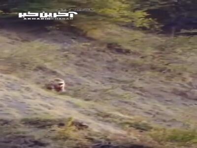 مشاهده یک قلاده خرس با توله‌ها در پارک ملی کیاسر