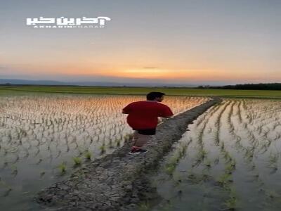 ویدئویی از یک شالیزار زیبا در شهرستان فومن