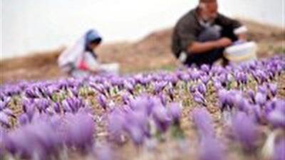 پژوهشی برای سلامت زعفران در خراسان جنوبی