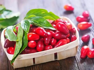 میوه کوچک با قدرت شگفت‌انگیز برای سلامت بدن/ خواص زغال‌اخته را شناسید
