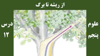 سوالات درس ۱۲ علوم پنجم +جواب