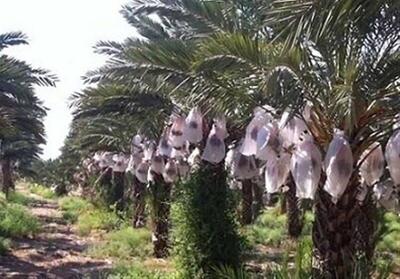 پیش‌بینی برداشت ۲۵۰ هزار تن خرما در جنوب کرمان/ صادرات ۶۵ هزار تن به خارج از کشور