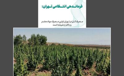 آژیر قرمز مخدر سبز در ایران / «گل»؛ مخدری که تهران را بلعیده ، میانکاله را به آتش کشیده و الیگودرز را قرق کرده است !