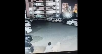 فریادهای بی‌امان زن جوان برای نجات فرزندش از حمله سگ (فیلم)