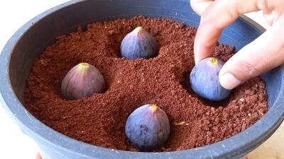 کاشت انجیر در گلدان / آموزش قدم به قدم کاشت و پرورش انجیر سیاه