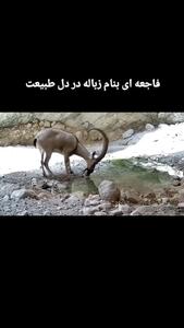 مشاهده یک «کل» تشنه که دهانش در قوطی فلزی گیر کرده است