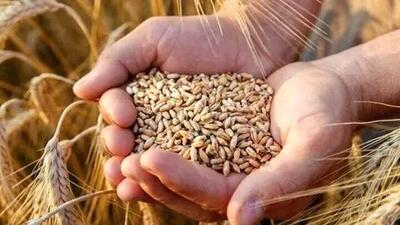 تامین کامل گندم مصرفی کشور تا پایان سال