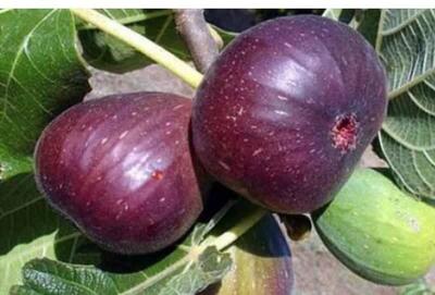 لزوم ایجاد سردخانه‌ و صنایع تبدیلی انجیر در شهرستان معمولان