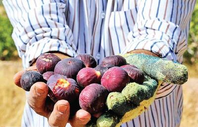 انجیر ایلام چشم انتظار صنایع تبدیلی 