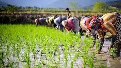افزایش تولید و کاهش ۱۱ درصدی قیمت جهانی برنج