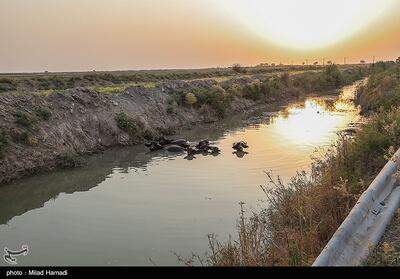 رهاسازی 100 میلیون مترمکعب آب سدهای دز و کارون برای نجات نخیلات‌ - تسنیم